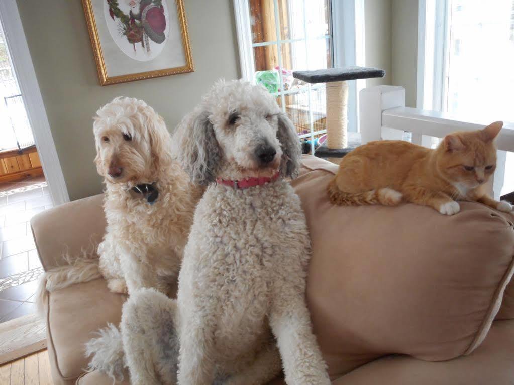 Cote'S Bed & Breakfast แกรนด์ฟอลส์ ภายนอก รูปภาพ